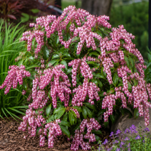 PIERIS CHRISTMAS CHEER 20CM