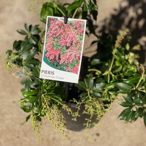 Pieris Christmas Cheer 140mm