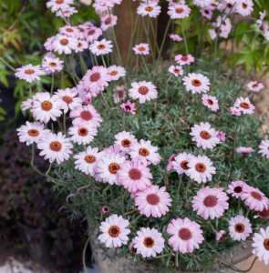 Rhodanthemum Soft Pink African Eyes 140mm