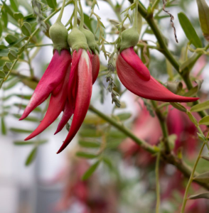 Clianthus Crazy Cool Scarlet 200mm