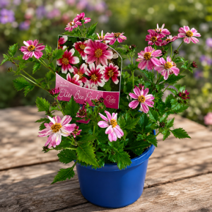 Bidens Elite Bees Pink 150mm