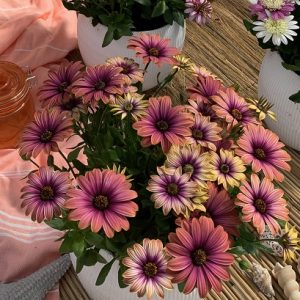 Osteospermum Pink Sun 150mm