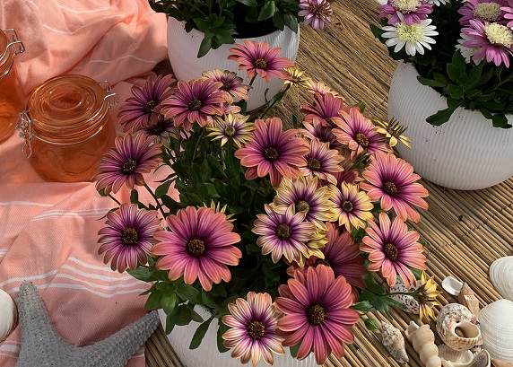 Osteospermum Pink Sun 150mm