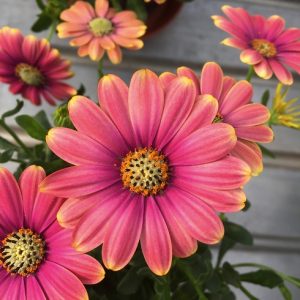 Osteospermum Pink Sun 200mm
