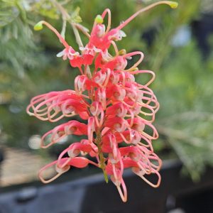 Grevillea Ellendale Dragon 140mm