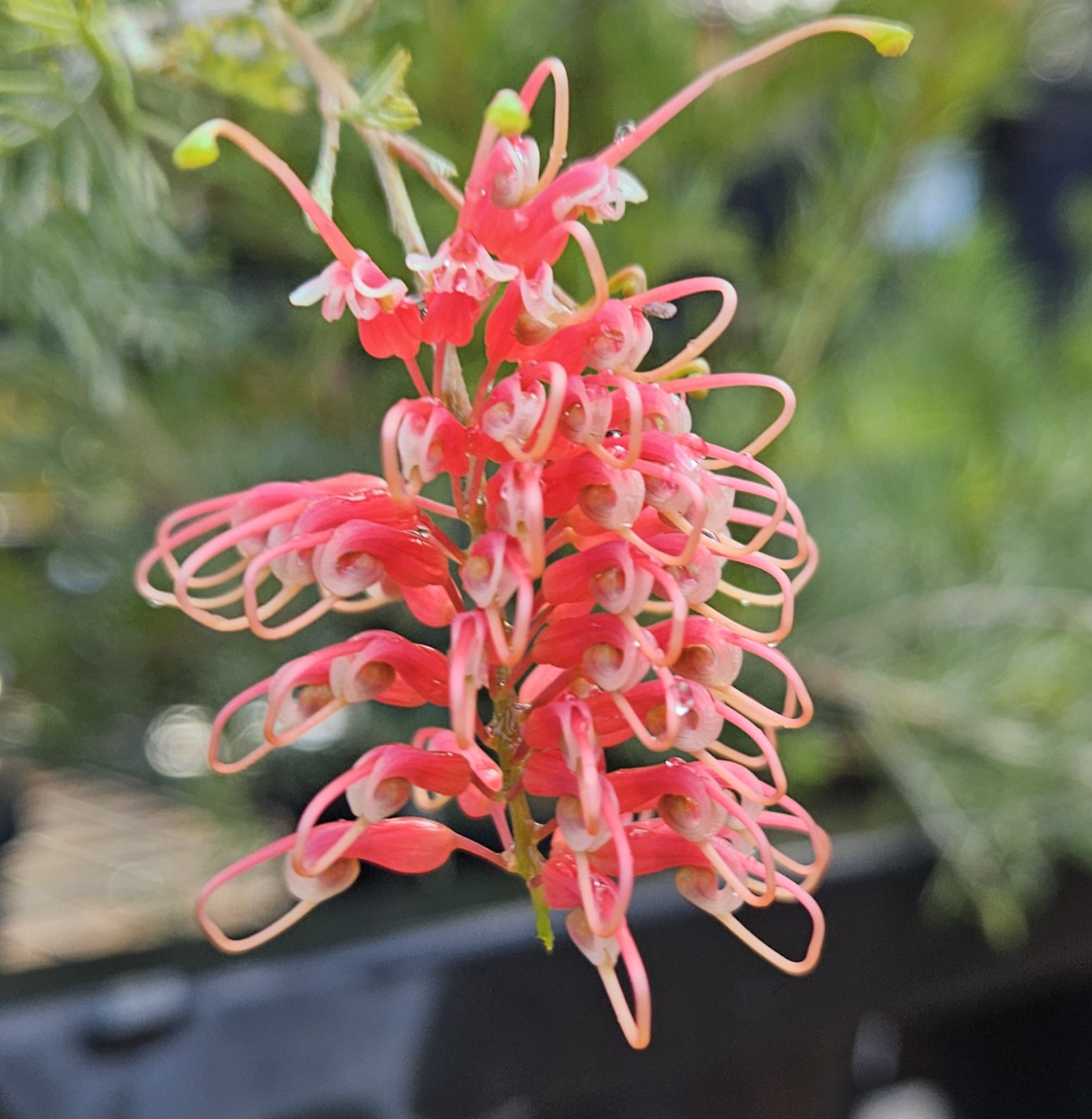 Grevillea Ellendale Dragon 140mm
