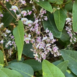 Hardenbergia violacea Pink 140mm
