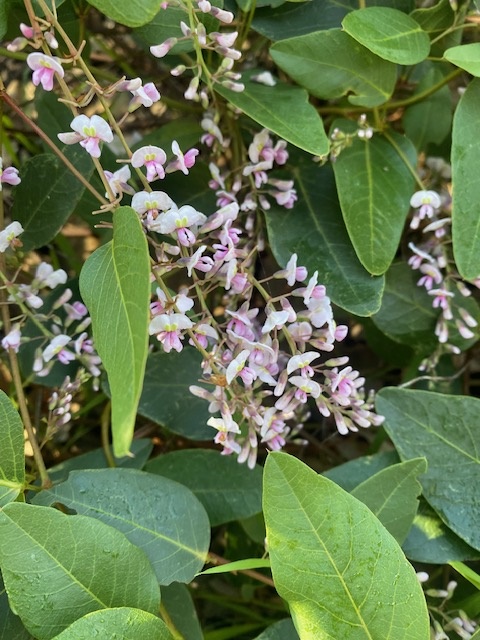 Hardenbergia violacea Pink 140mm