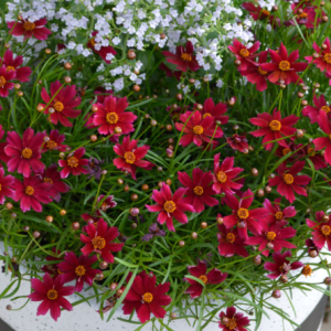 Coreopsis Burgundy Bliss 140mm