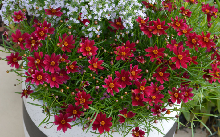 Coreopsis Burgundy Bliss 140mm