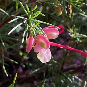 GREVILLEA PINK PEARL Dwarf 140MM POT