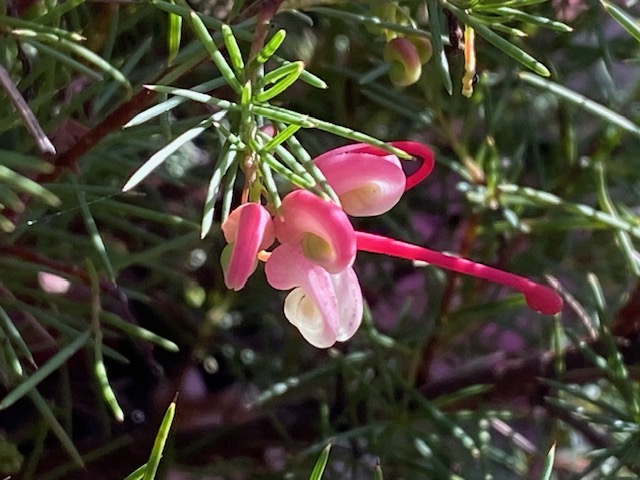 GREVILLEA PINK PEARL Dwarf 140MM POT