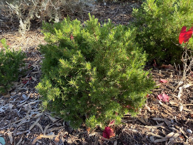 GREVILLEA PINK PEARL Dwarf 140MM POT