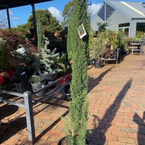 CUPRESSUS SEMP. GLAUCA 330MM