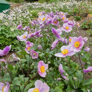 Anemone Regal Swan 140mm
