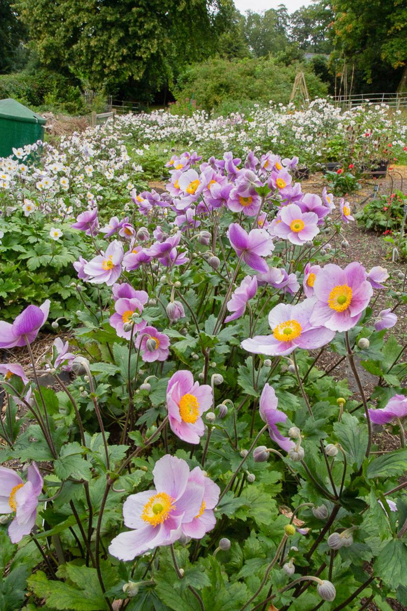 Anemone Regal Swan 140mm