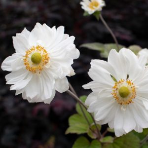 Anemone Snow Angel 140mm