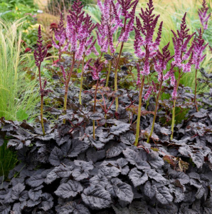 Astilbe Dark Side Of The Moon 140mm