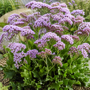 Limonium perezzii Lilac 140mm