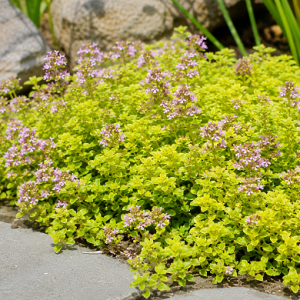 Thymus Archer's Gold 140mm