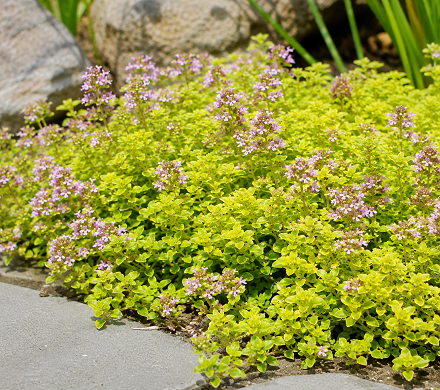 Thymus Archer's Gold 140mm