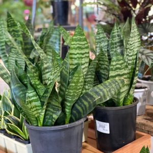 Sanseveria trifasciata Waterfall Short 200mm Pot