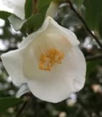 Camellia Transnokoensis 200mm pot