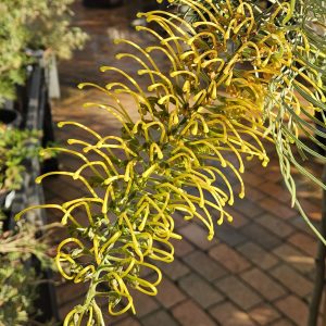 Grevillea Silver Sulpha 1.8m Grafted Weeper 33cm pot