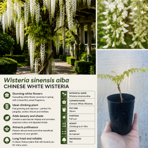 Wisteria sinensis alba Chinese White Wisteria 75mm Pot