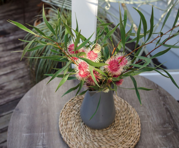 HAKEA STOCKDALE SENSATION 200MM