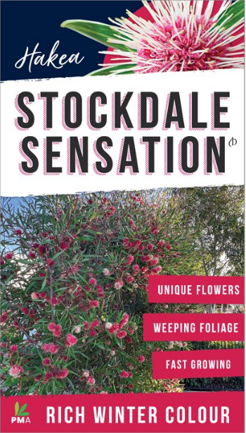 HAKEA STOCKDALE SENSATION 200MM