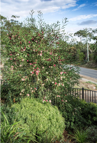HAKEA STOCKDALE SENSATION 200MM