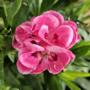 Dianthus Adorable Pink Bicolour 140mm