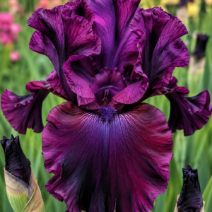 BEARDED IRIS THRILLER 1 RHIZOME Pack
