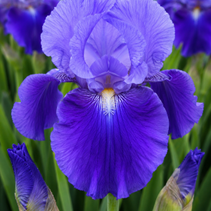 BEARDED IRIS PRAISE THE LORD 1 RHIZOME Pack
