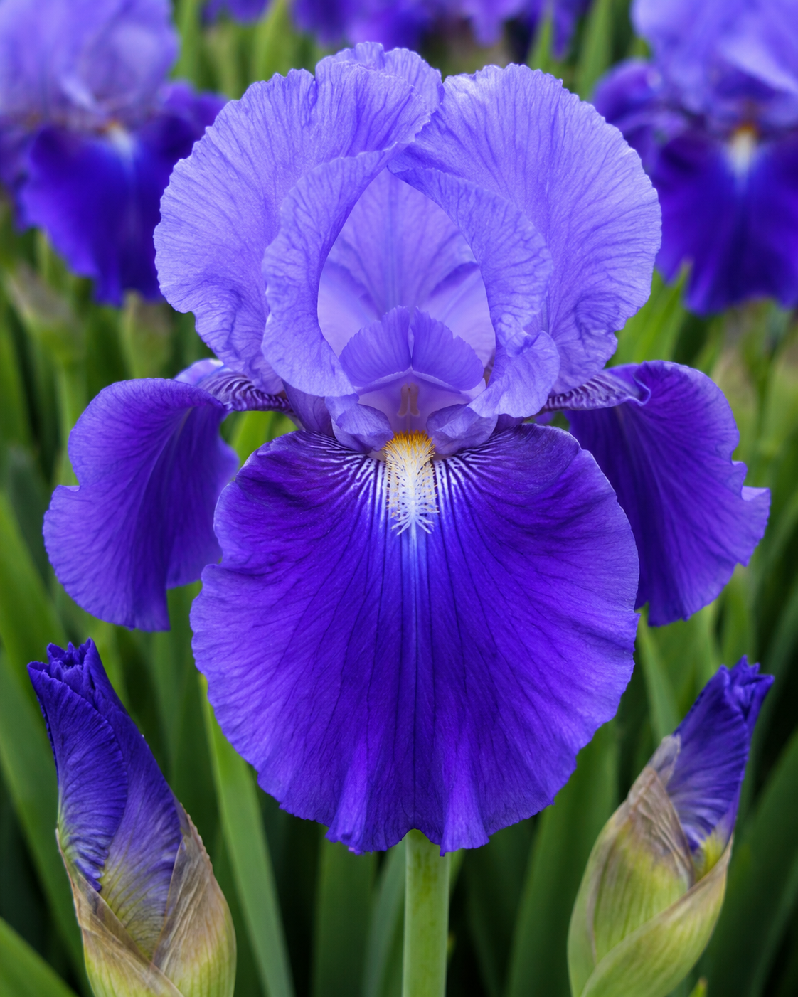 BEARDED IRIS PRAISE THE LORD 1 RHIZOME Pack