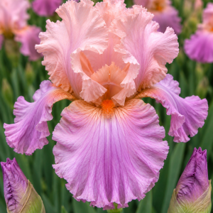 BEARDED IRIS SWEET MUSETTE 1 RHIZOME Pack