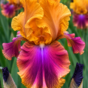 Bearded Iris Syncopation 1 Rhizome Pack