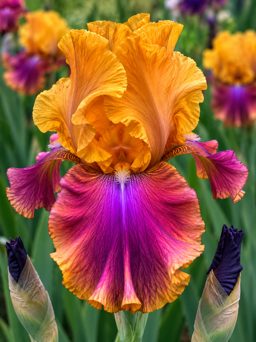Bearded Iris Syncopation 1 Rhizome Pack