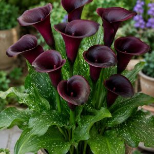 Calla Lily Night Club 1 Bulb Pack