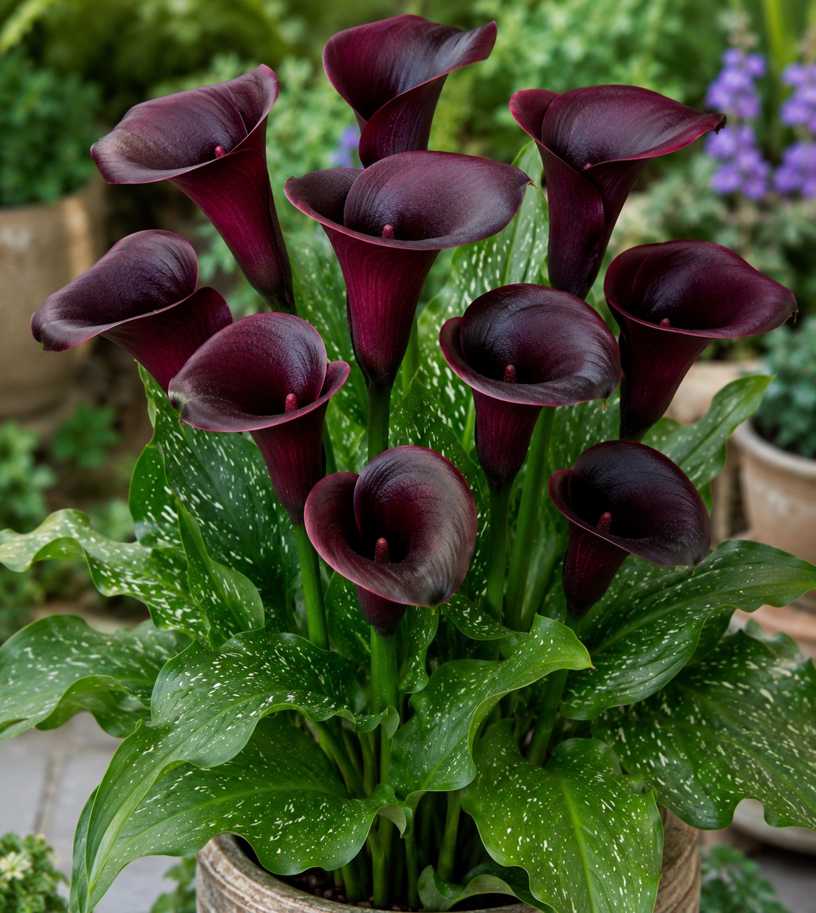 Calla Lily Night Club 1 Bulb Pack