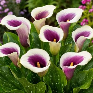 Calla Lily Picasso 1 Bulb Pack
