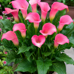 Calla Lily Peters Pride 1 Bulb Pack