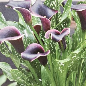 Calla Lily Dubai Nights 1 Bulb Pack