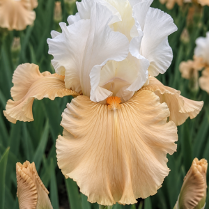 Bearded Iris Beach Girl 1 Rhizome Pack