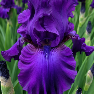 Bearded Iris Titans Glory 1 Rhizome Pack