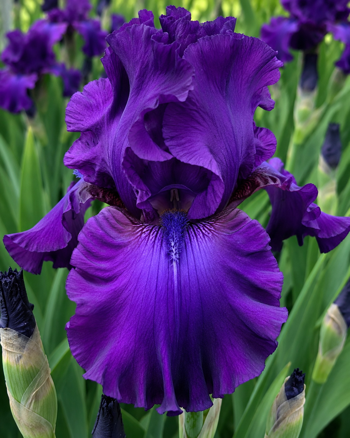 Bearded Iris Titans Glory 1 Rhizome Pack
