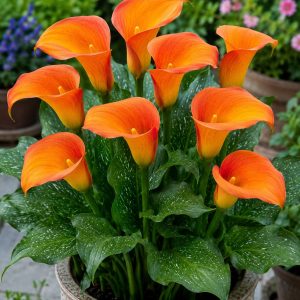 Calla Lily Orange Pride 1 Bulb Pack