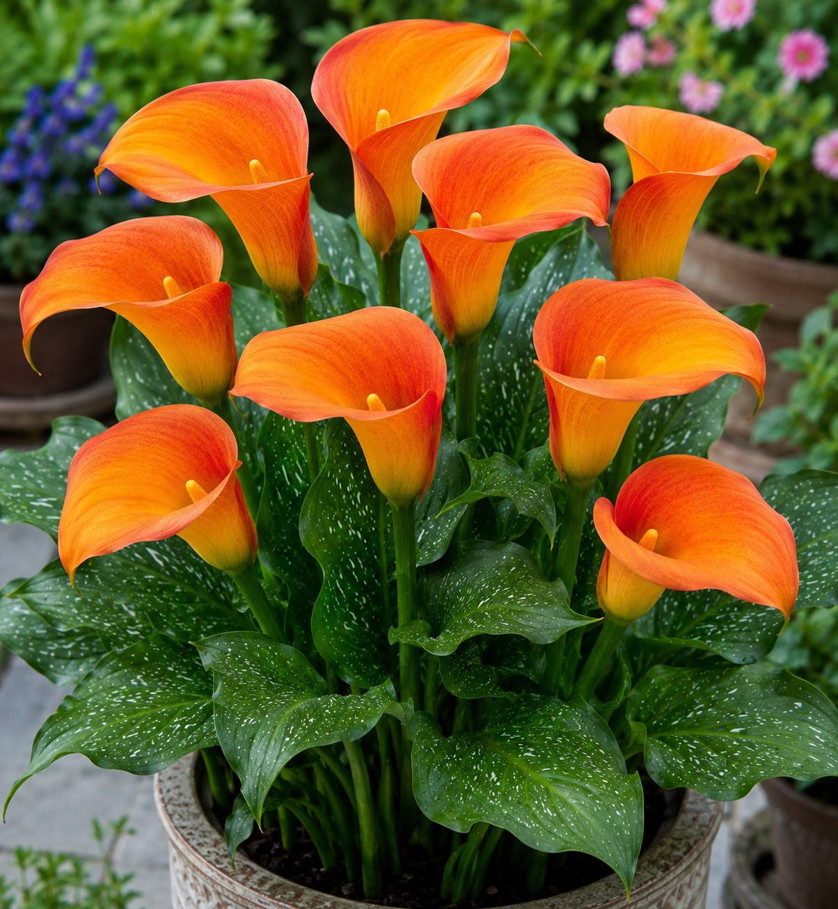Calla Lily Orange Pride 1 Bulb Pack