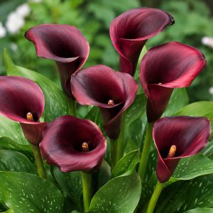 Calla Lily Cantor 1 Bulb Pack